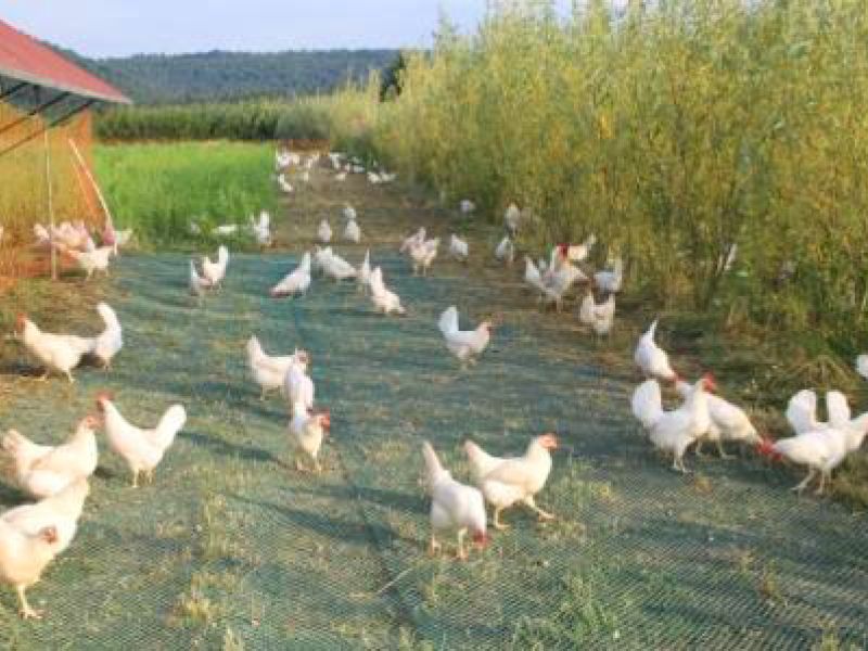 Rasennetz als Wühlschutz / Buddelschutz für einen mobilen Hühnerstall