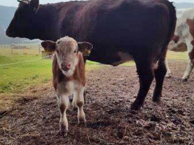 Befestigter und Matschfreier Stallauslauf für Kühe mit dem Bodengitter BG30