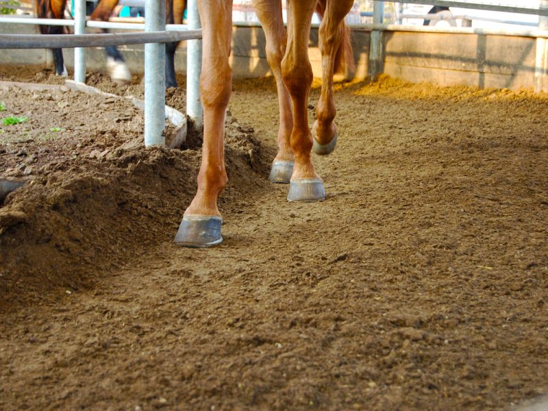 Bodengitter als Paddockplatte, Paddockgitter zur Pferdehaltung und Reitsport