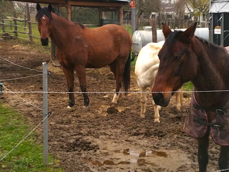 Matsch & Schlamm Ade. Das Paddock versinkt im Matsch, Pferde stehen im Schlamm. Das muss nicht sein, Bodengitter und Trennvlies von Securatek lösen das Problem!