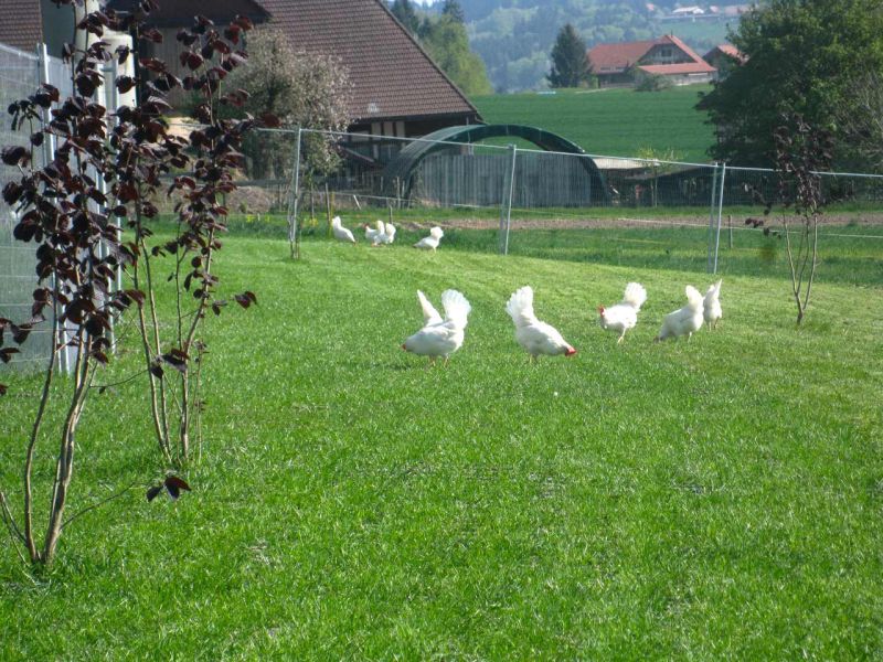 Rasennetz RN1000 Huehnerweide Rasenstabilisierung 04 referenz