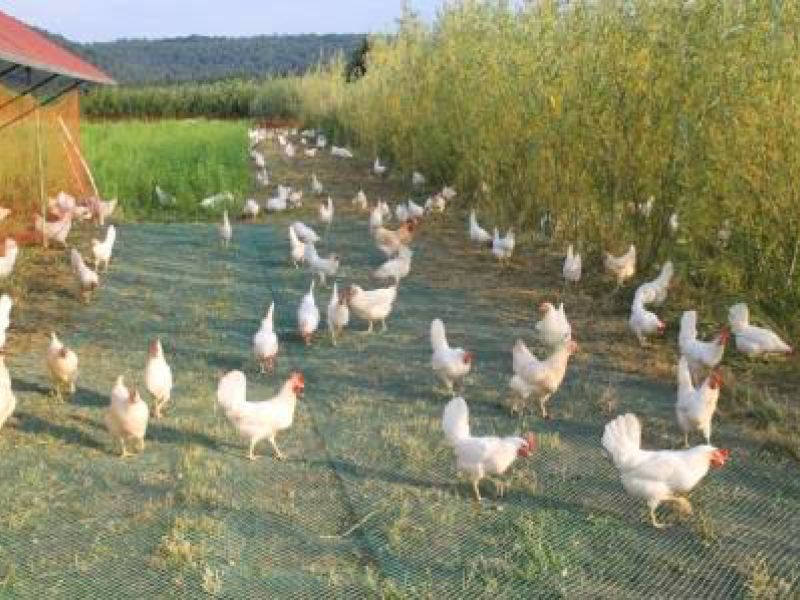 Rasennetz als Wühlschutz / Buddelschutz für einen mobilen Hühnerstall