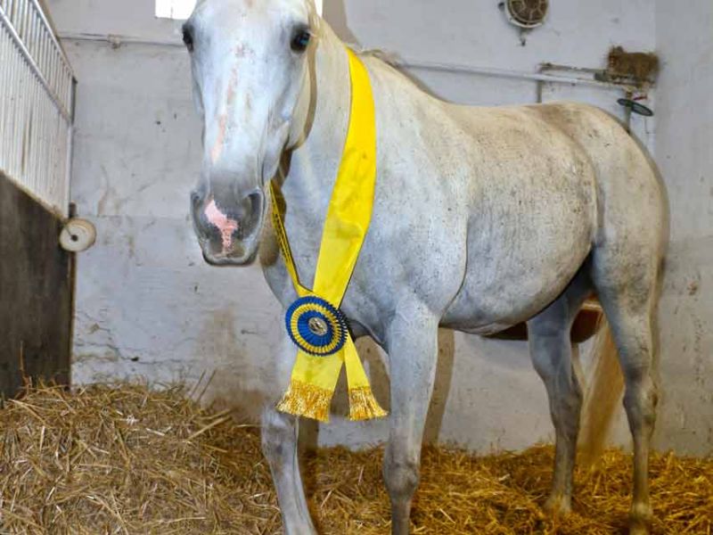 Trittfeste und rutschhemmende Bodenmatten als Stallmatte für Pferdeboxen und Pferdestall