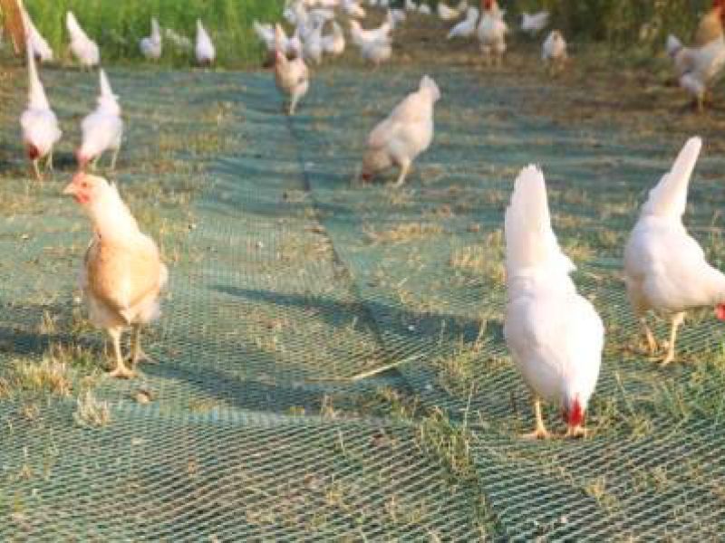 Rasennetz als Wühlschutz / Buddelschutz für einen mobilen Hühnerstall