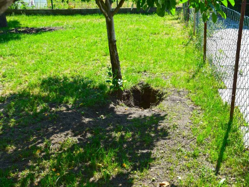 Wühlschutz und Buddelschutz für Hunde im Garten mit dem Rasennetz RN450