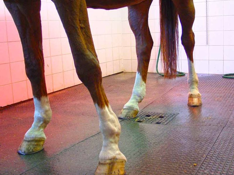 Trittfeste und rutschhemmende Bodenmatten als Stallmatte für Pferdeboxen und Pferdestall