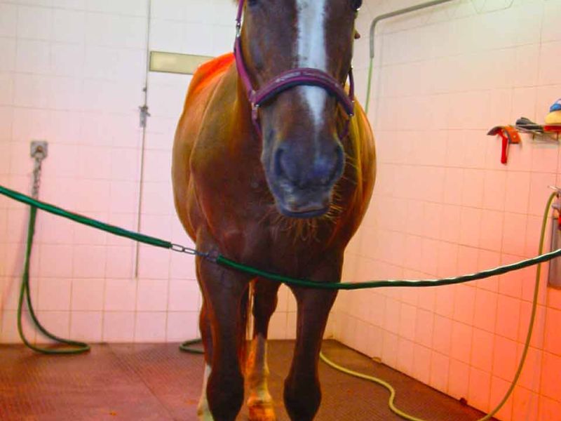 Trittfeste und rutschhemmende Bodenmatten als Stallmatte für Pferdeboxen und Pferdestall