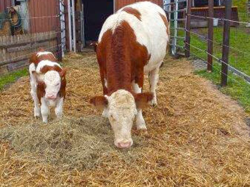 Befestigter und Matschfreier Stallauslauf für Kühe mit dem Bodengitter BG30