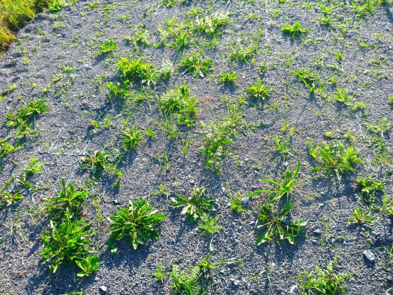 Bodenbefestigung eines Pferdeauslauf mit Weidezelt und Futterplatz