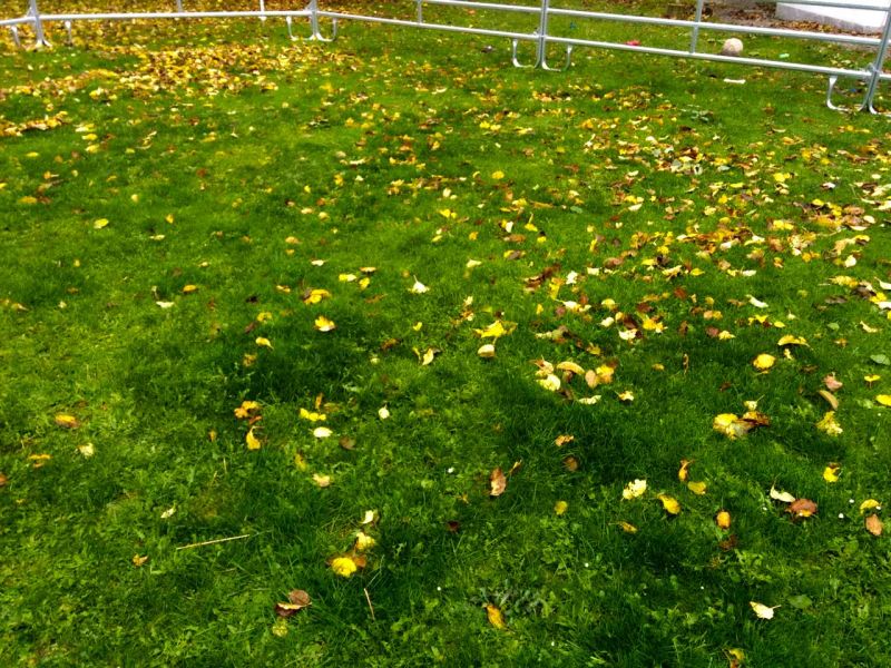 Verwandlung von 80m² Rasenfläche in ein matschfreies Pferdepaddock