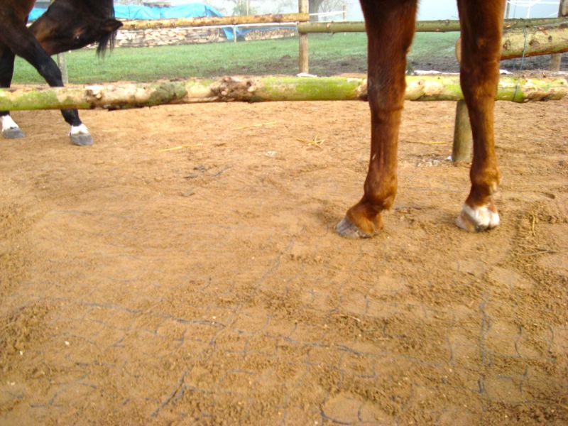 Bodengitter BG50 ohne Unterbau für ein Paddock / Offenstall selber verlegen