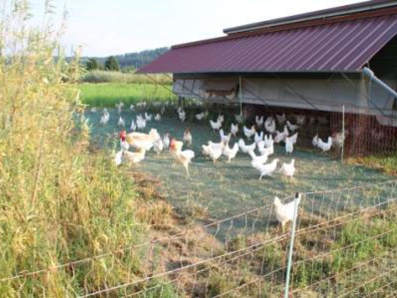 Rasennetz als Wühlschutz / Buddelschutz für einen mobilen Hühnerstall