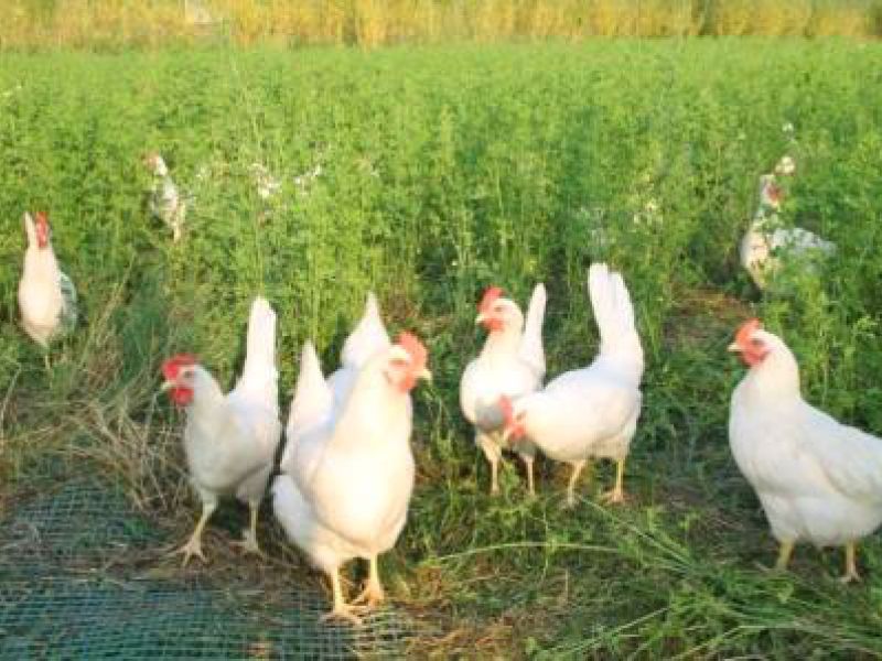 Rasennetz als Wühlschutz / Buddelschutz für einen mobilen Hühnerstall