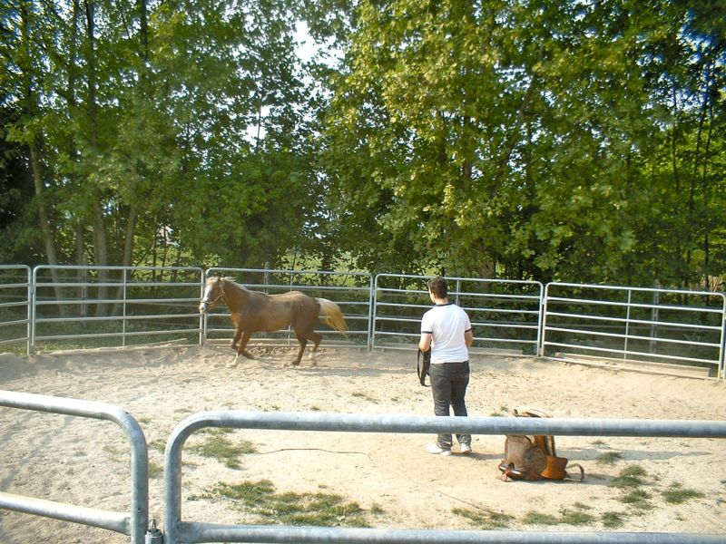 Bodengitter als Paddockplatte, Paddockgitter zur Pferdehaltung und Reitsport