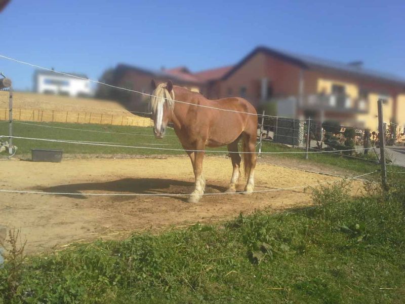 Herstellen eines Pferdepaddock ohne Unterbau mit dem Bodengitter BG30