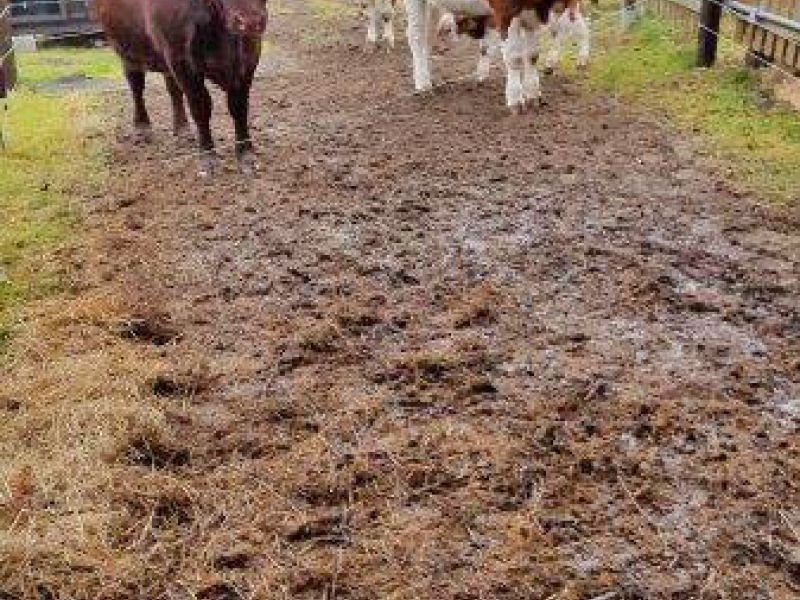 Befestigter und Matschfreier Stallauslauf für Kühe mit dem Bodengitter BG30