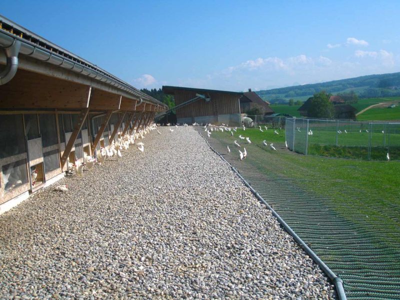 Rasennetz als Rasenschutz für eine Hühnerweide bzw. Hühnerauslauf