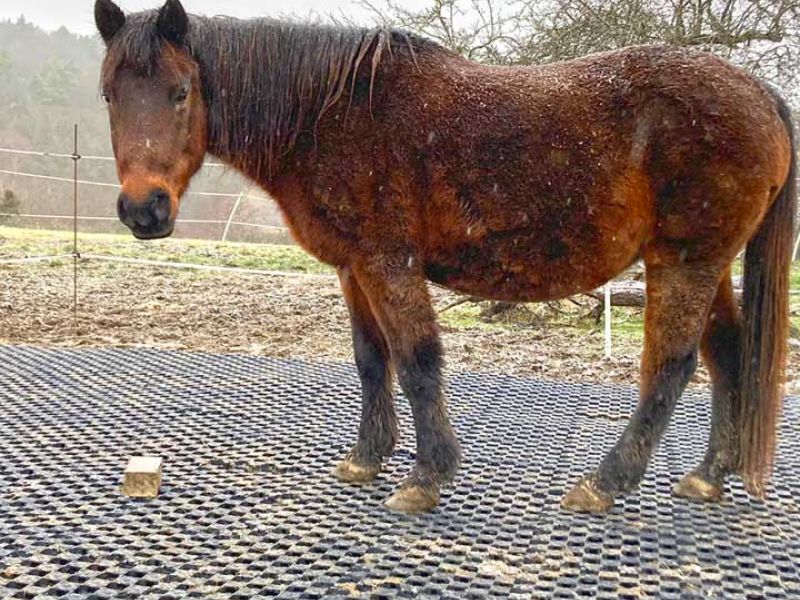 Die Pferde nehmen die Paddockplatten sofort an. Sie mögen den festen und matschfreien Untergrund