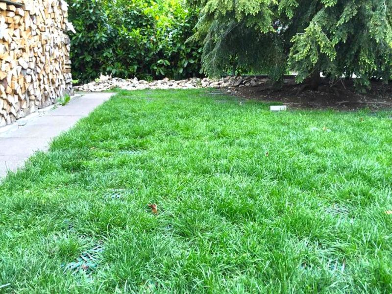 Rasennetz RN 1800 als Wühlschutz, Buddelschutz für den Hundeauslauf im Garten