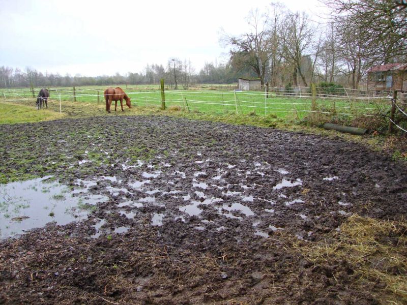 Matschfreier Weidezugang zum Futterplatz und Wassertränke für Pferde