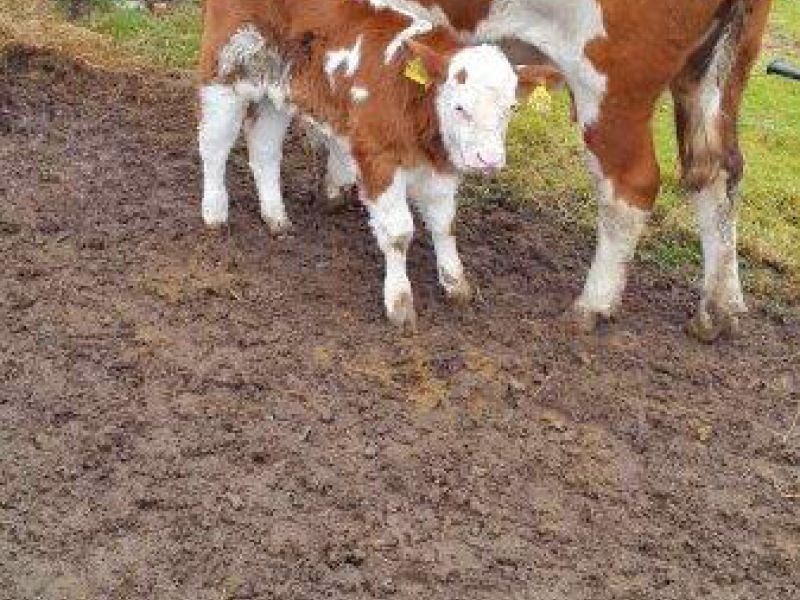 Befestigter und Matschfreier Stallauslauf für Kühe mit dem Bodengitter BG30