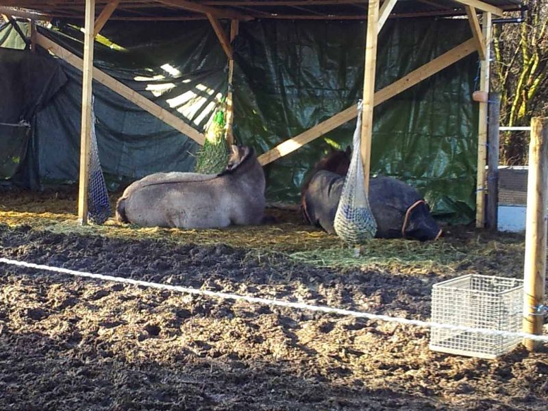 Bodengitter zur Befestigung des Fußweg zum Futterplatz & Unterstand für Pferde