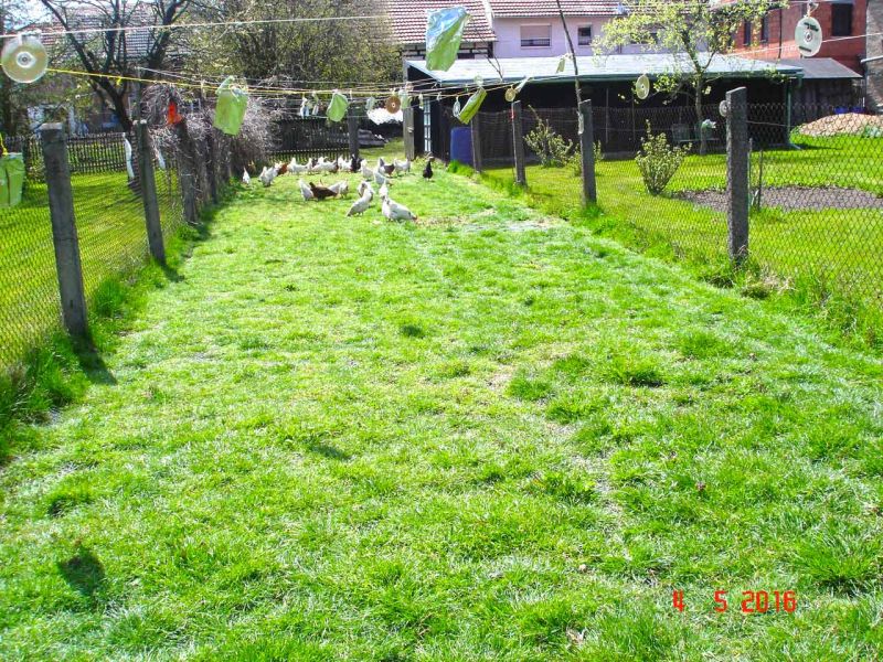 Rasennetz als Wühlschutz und Buddelschutz für Hühner in der Freilandhaltung