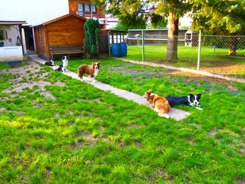 Sie möchten nicht das ihre Hunde im Garten den Rasen durchwühlen od. buddeln? Sie wollen das der Rasen ohne Löcher ist? Dann ist das Rasennetz RN zu empfehlen!