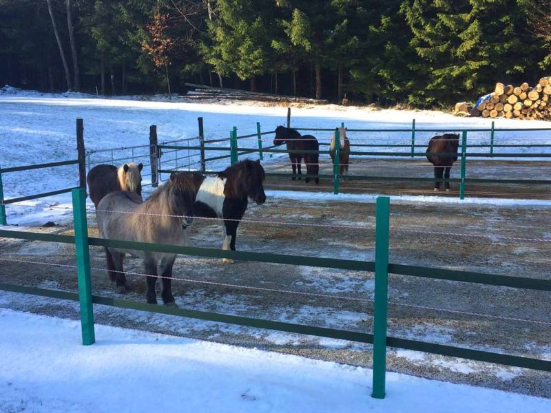Verlegung von Paddockplatten für ein Paddock für Island-Pferde