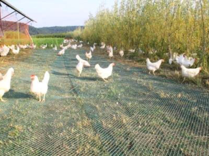 Rasennetz als Wühlschutz / Buddelschutz für einen mobilen Hühnerstall