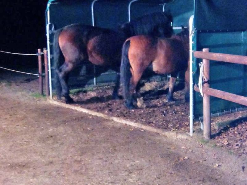 Verlegung des Bodengitter BG30 ohne Unterbau für ein Pferde Paddock / Offenstall