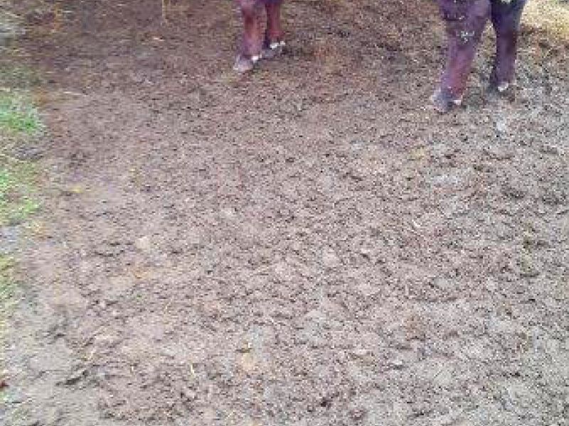 Befestigter und Matschfreier Stallauslauf für Kühe mit dem Bodengitter BG30