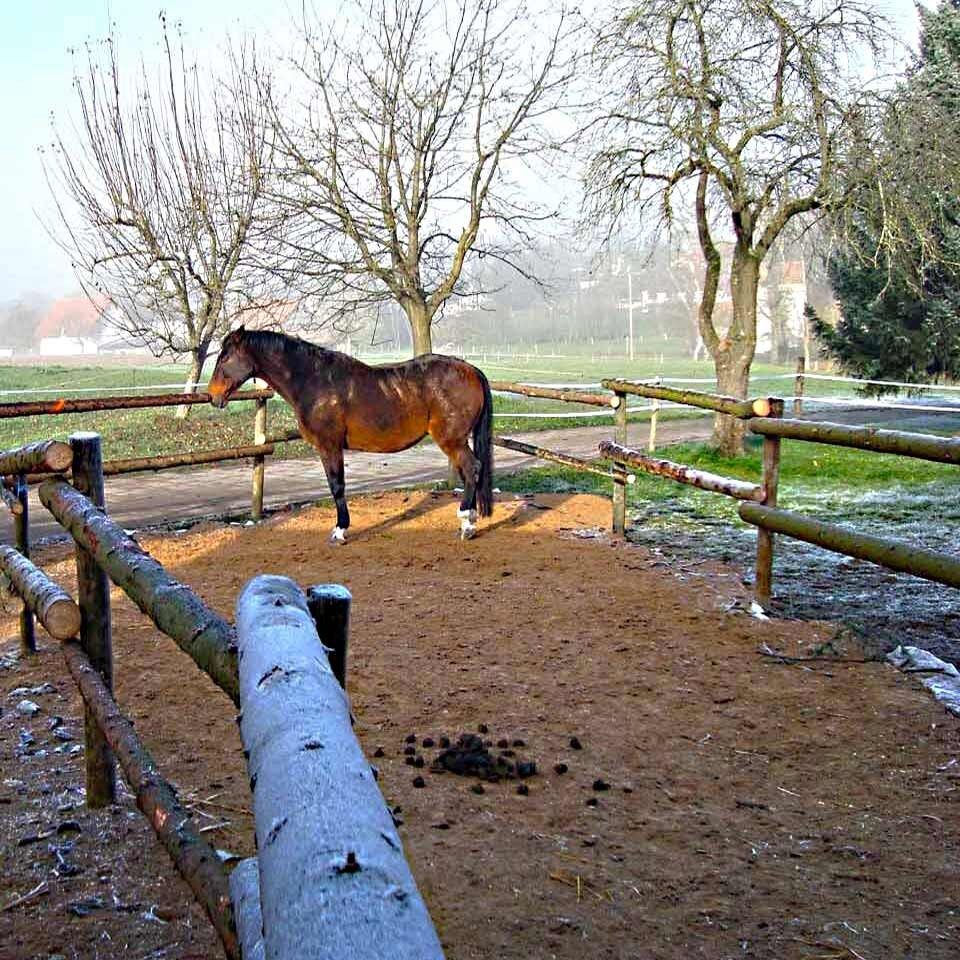 Ein Pferd steht auf einer mit einem Holz eingezäunten Fläche.