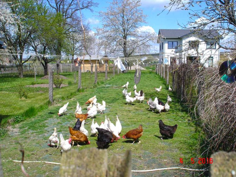 Rasennetz als Wühlschutz und Buddelschutz für Hühner in der Freilandhaltung