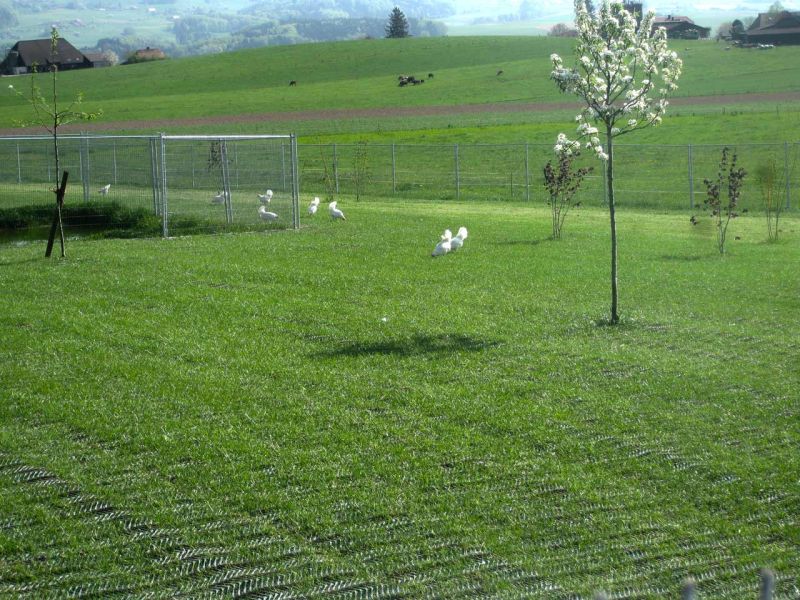 Rasennetz als Rasenschutz für eine Hühnerweide bzw. Hühnerauslauf