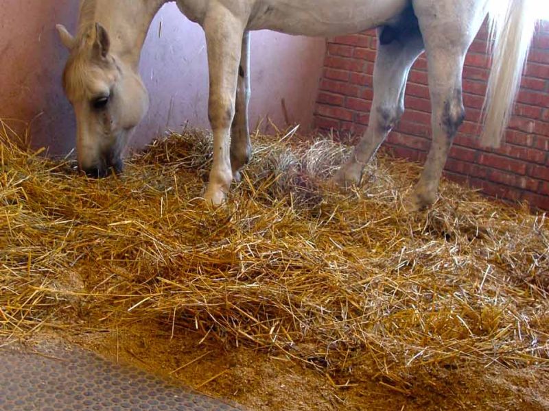Trittfeste und rutschhemmende Bodenmatten als Stallmatte für Pferdeboxen und Pferdestall