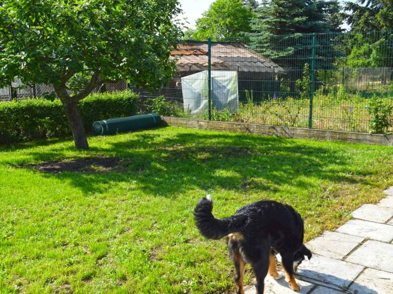 Wühlschutz und Buddelschutz für Hunde im Garten mit dem Rasennetz RN450