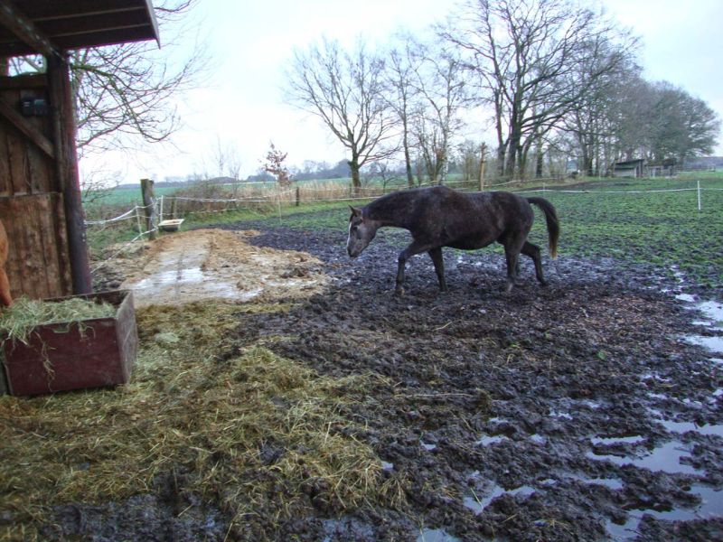 Matschfreier Weidezugang zum Futterplatz und Wassertränke für Pferde