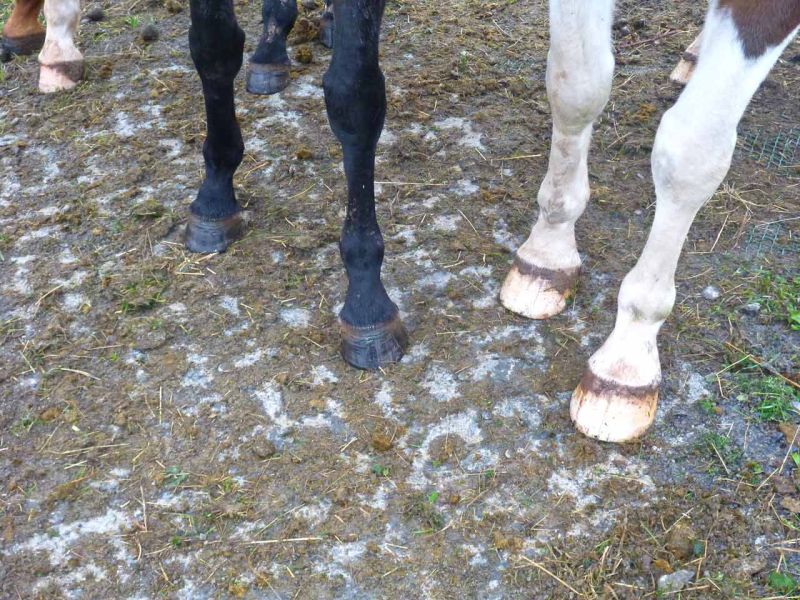 Bodenbefestigung eines Pferdeauslauf mit Weidezelt und Futterplatz