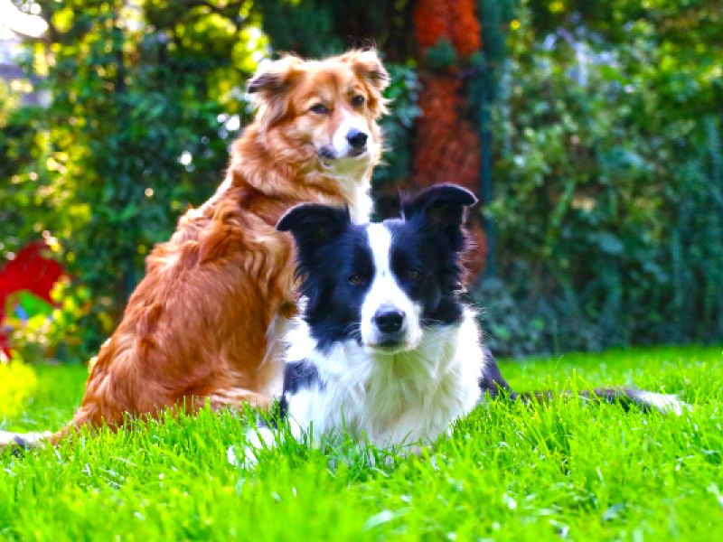 Sie möchten nicht das ihre Hunde im Garten den Rasen durchwühlen od. buddeln? Sie wollen das der Rasen ohne Löcher ist? Dann ist das Rasennetz RN zu empfehlen!