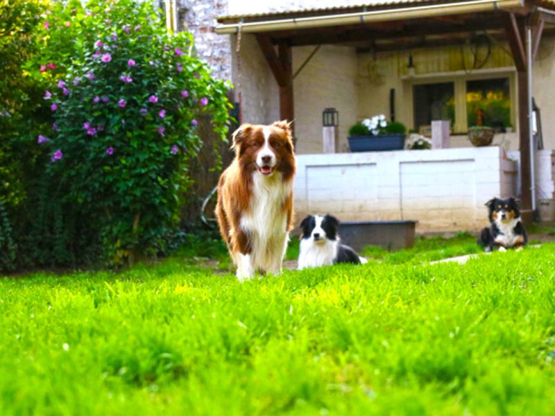 Sie möchten nicht das ihre Hunde im Garten den Rasen durchwühlen od. buddeln? Sie wollen das der Rasen ohne Löcher ist? Dann ist das Rasennetz RN zu empfehlen!