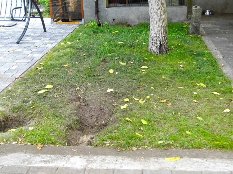 Wühlschutz und Buddelschutz für Hunde im Garten mit dem Rasennetz RN450