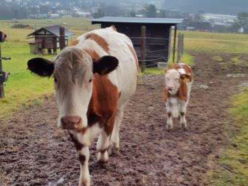 Befestigter und Matschfreier Stallauslauf für Kühe mit dem Bodengitter BG30