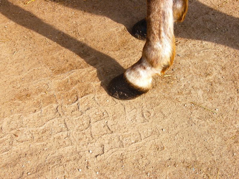 Bodengitter als Paddockplatte, Paddockgitter zur Pferdehaltung und Reitsport