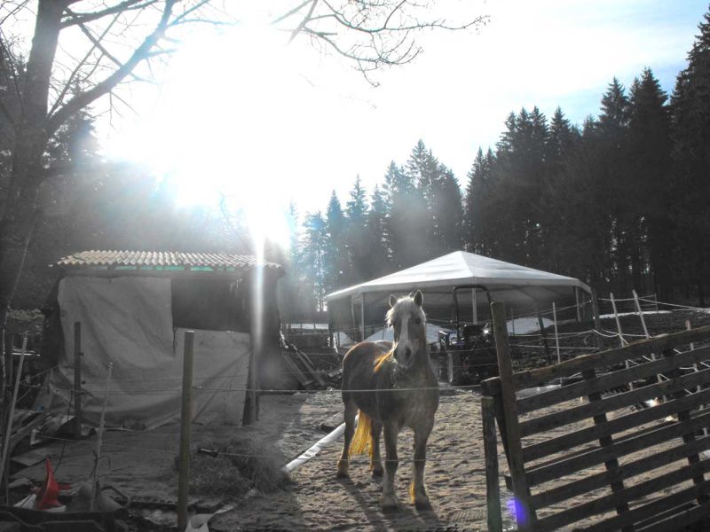 Verlegung des Bodengitter BG30 ohne Unterbau zur Herstellung eines Paddock