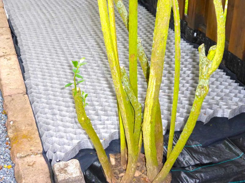 Anlegen eines stabilisierten Kiesweg und Gartenweg mit den Kieswaben KW50