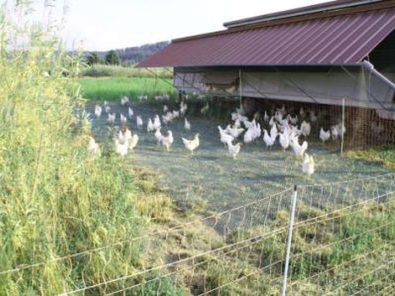 Rasennetz als Wühlschutz / Buddelschutz für einen mobilen Hühnerstall