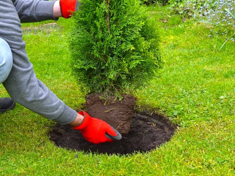 Randeinfassung aus Kunststoff als Rasenkante bzw. Beetkante für Pflanzflächen