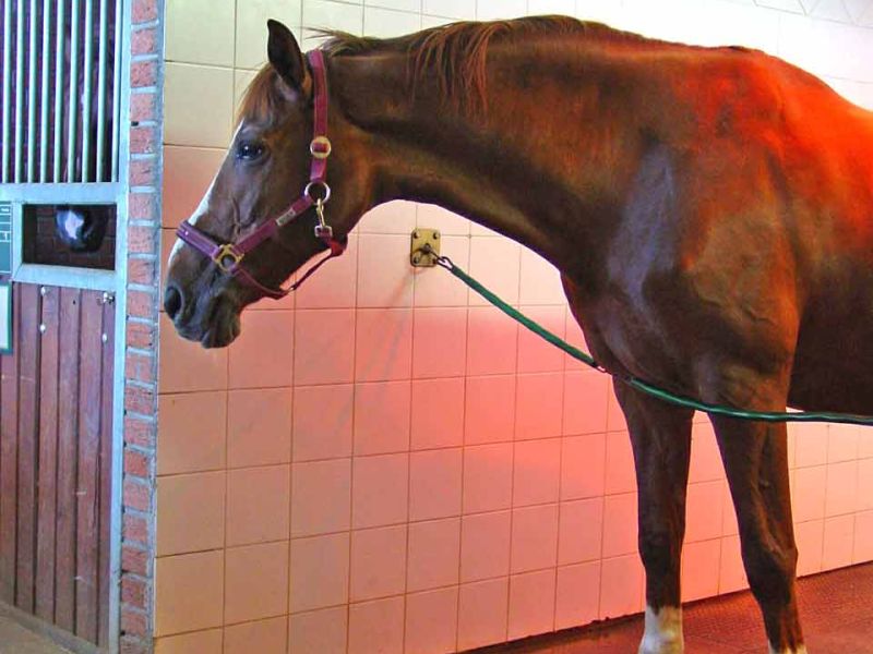 Trittfeste und rutschhemmende Bodenmatten als Stallmatte für Pferdeboxen und Pferdestall