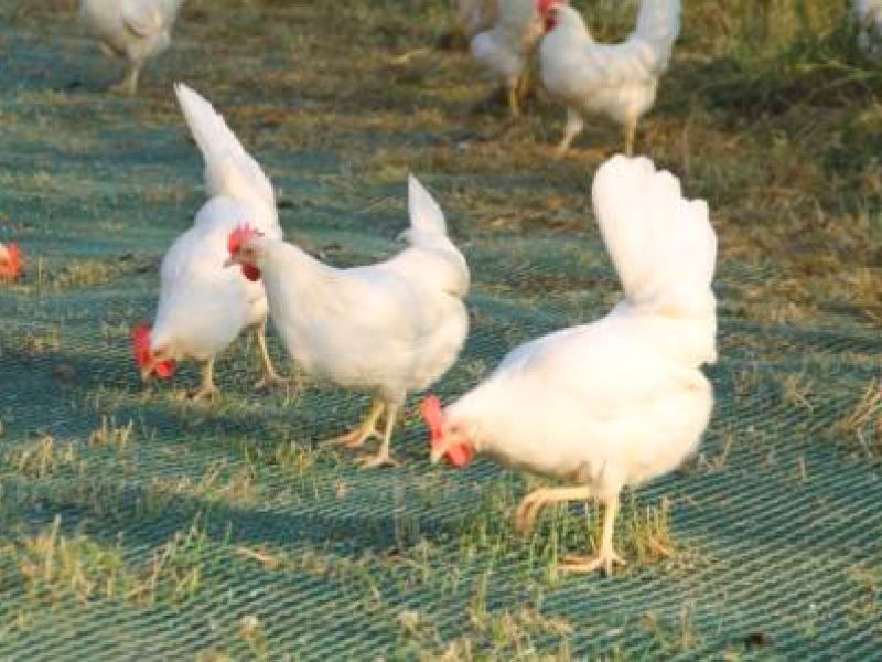 Rasennetz als Wühlschutz / Buddelschutz für einen mobilen Hühnerstall